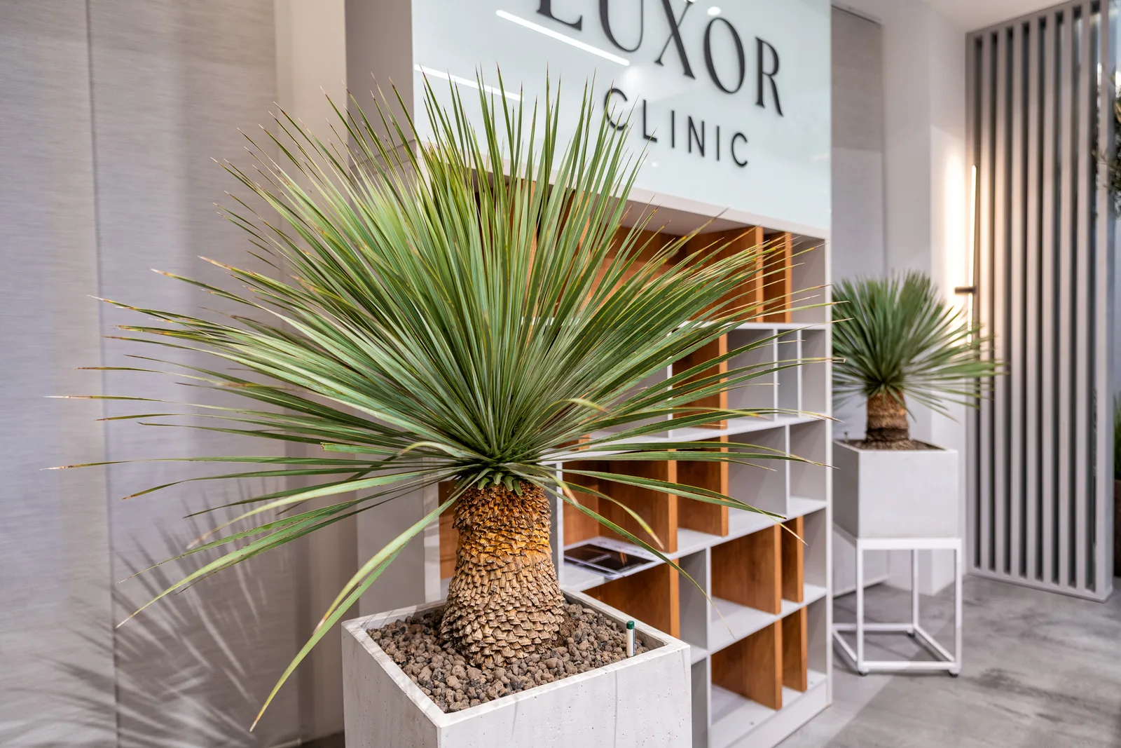 LUXOR CLINIC 25