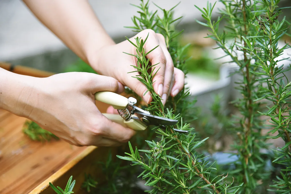 Rozmarinul: planta aromatică ce ajută memoria, digestia și reduce stresul