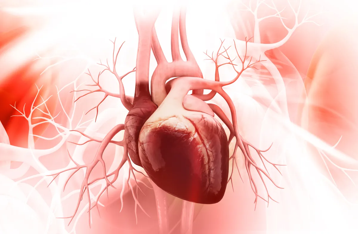 The heart has its own "mini-brain": what a recent study has discovered about its neuronal network