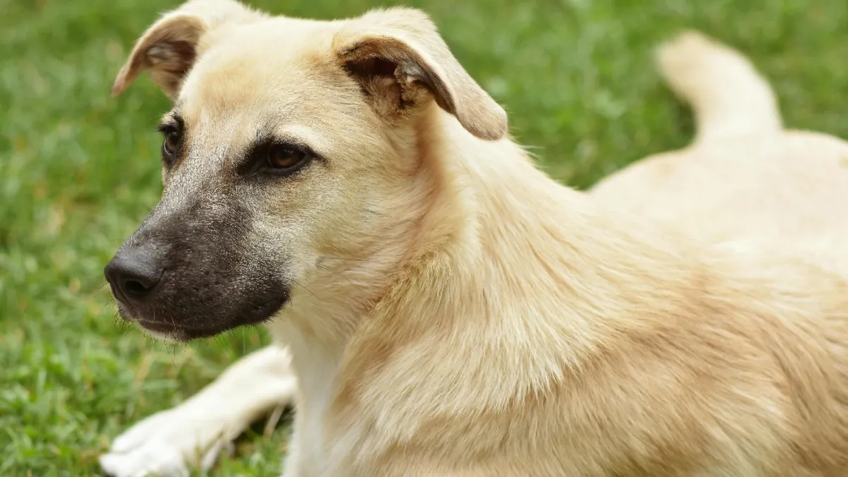 Leptospiroza: Boala transmisă de câini care poate afecta seniorii
