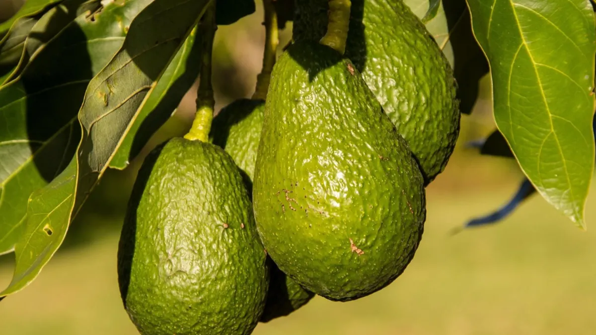 Avocado: fructul care protejează inima seniorilor prin reducerea colesterolului și tensiunii arteriale