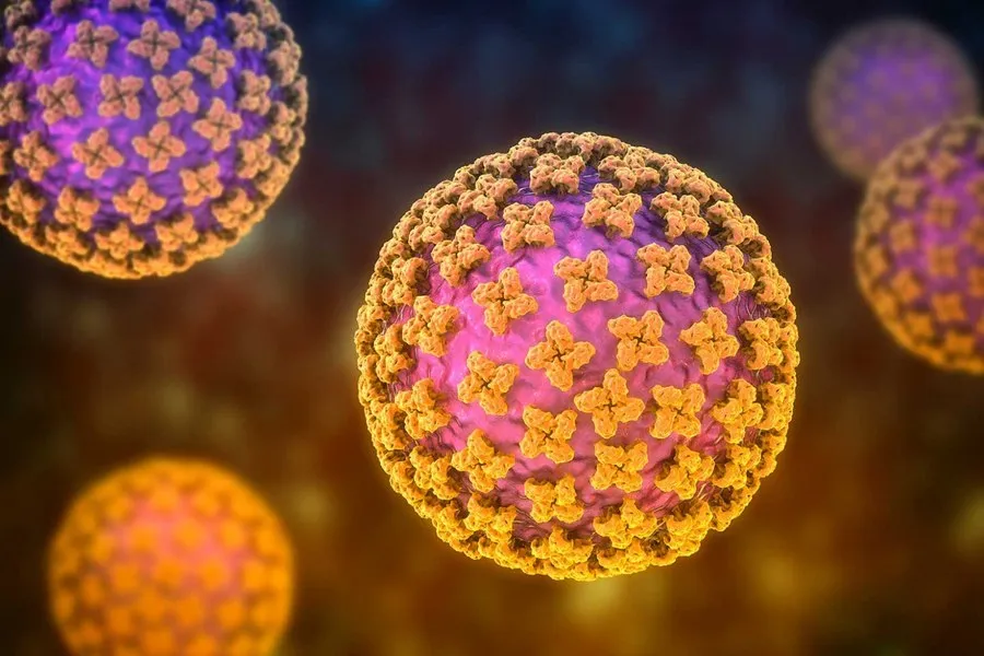 Experți: Hantavirus nu reprezintă o amenințare majoră pentru sănătatea publică în România