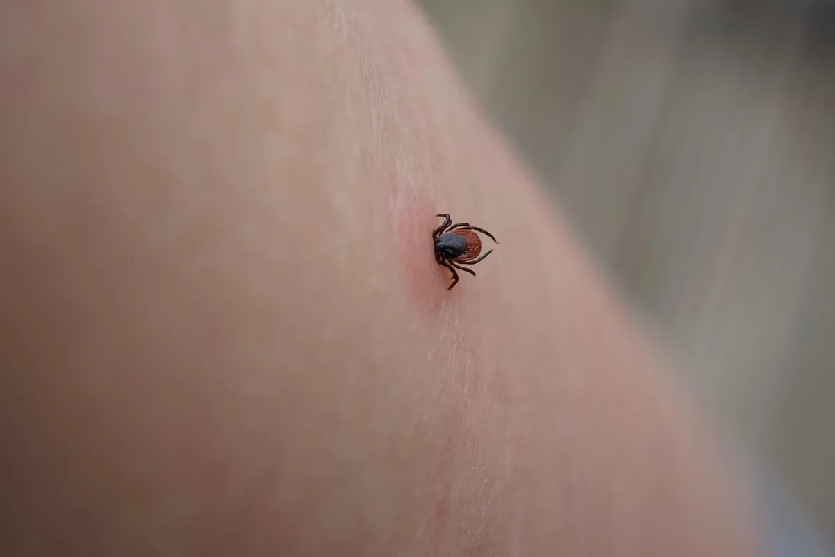 Vaccin Pfizer împotriva bolii Lyme, evaluat de UE pentru autorizare