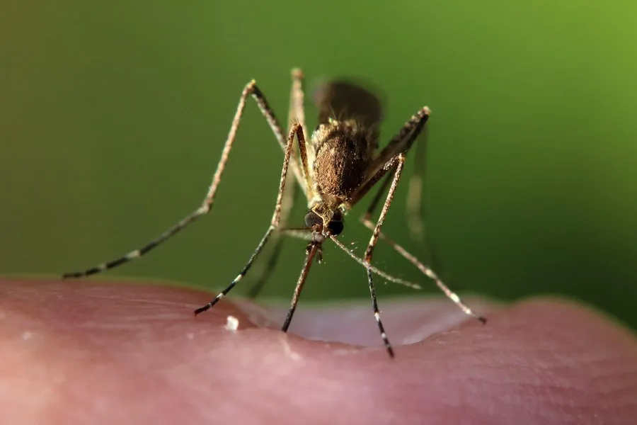 Epidemiolog: România trebuie să se pregătească pentru boli tropicale transmise de țânțari