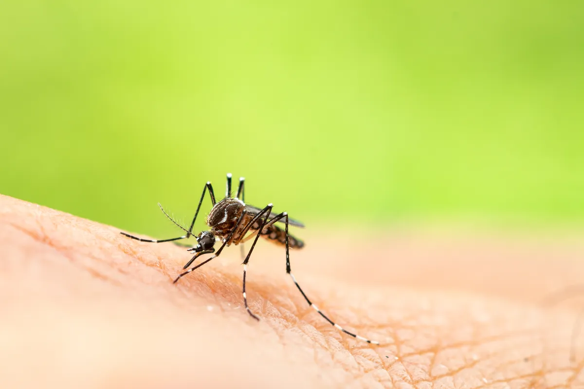 Europa riscă să devină focar pentru virusul chikungunya transmis de țânțari