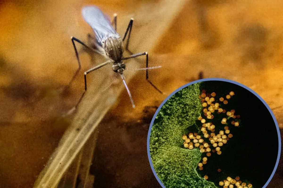 Virusul West Nile: 72 de cazuri confirmate și 5 decese în 2026, mult peste nivelul din 2025
