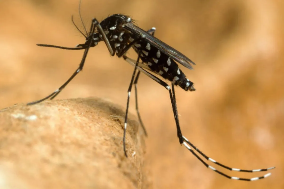 West Nile în România: 117 cazuri și 7 decese raportate de INSP în acest sezon