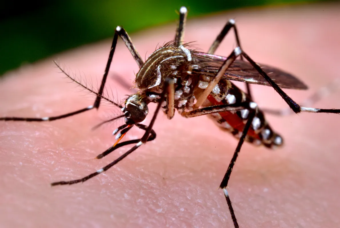 West Nile în România: 95 de cazuri raportate de INSP, cei mai mulți bolnavi au 60-69 de ani