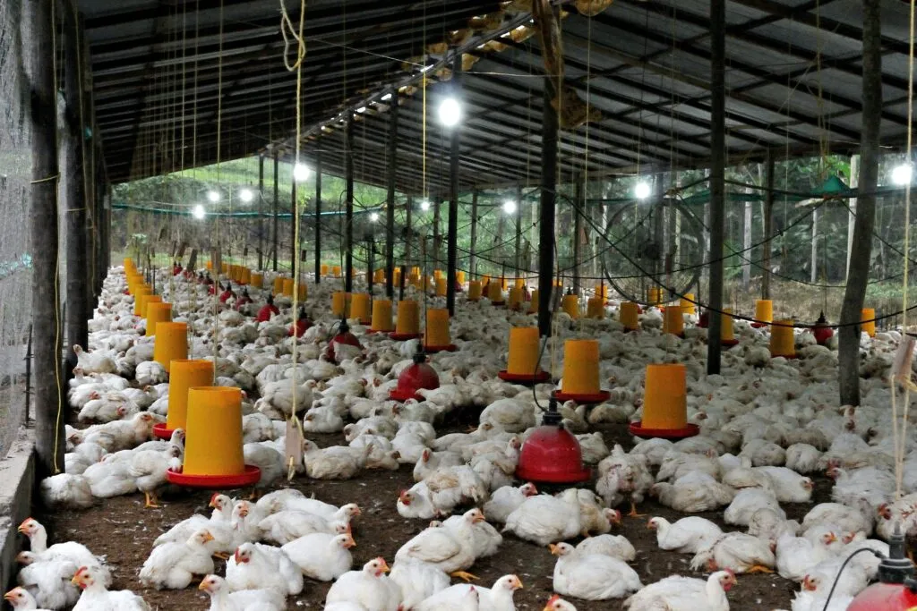 Consumul de carne de pui a crescut de șase ori în ultimele șase decenii